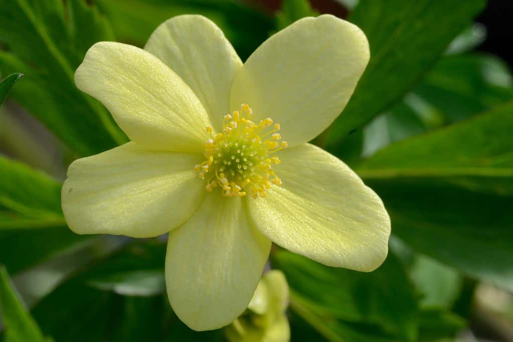 Pallida anemone