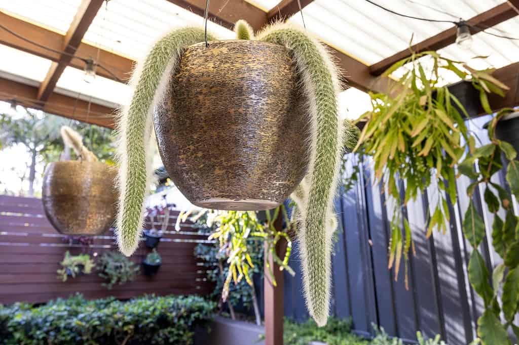 Cactus a coda di topo con alcuni grossi steli pendenti sui lati