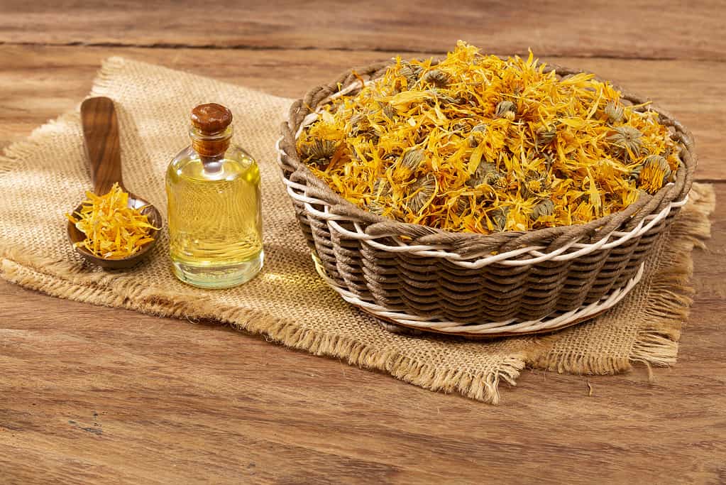 Una ciotola di Calendula officinalis raccolta o calendula o calendula, accanto a una bottiglia di olio di calendula.