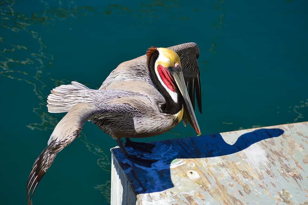 Pellicano bruno orientale.