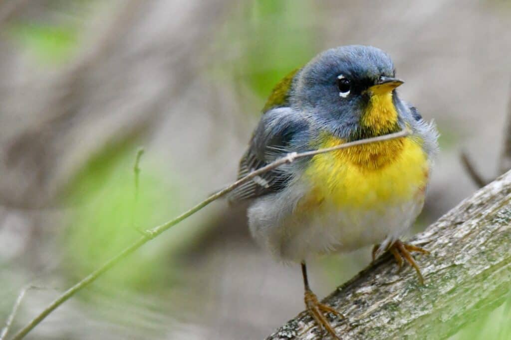 Parula settentrionale