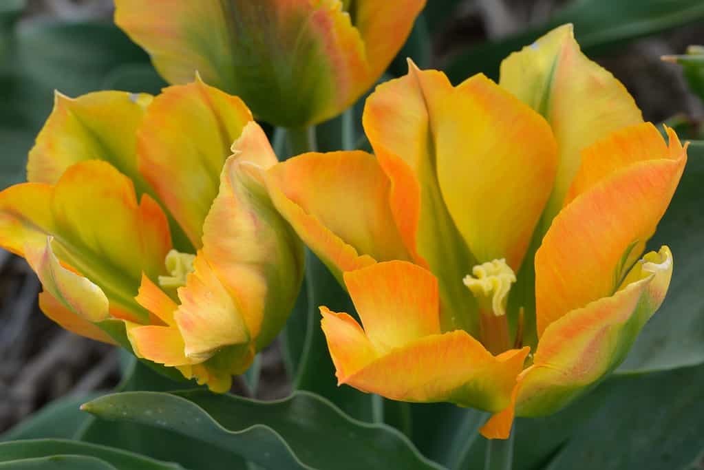 Tulipano viridiflora