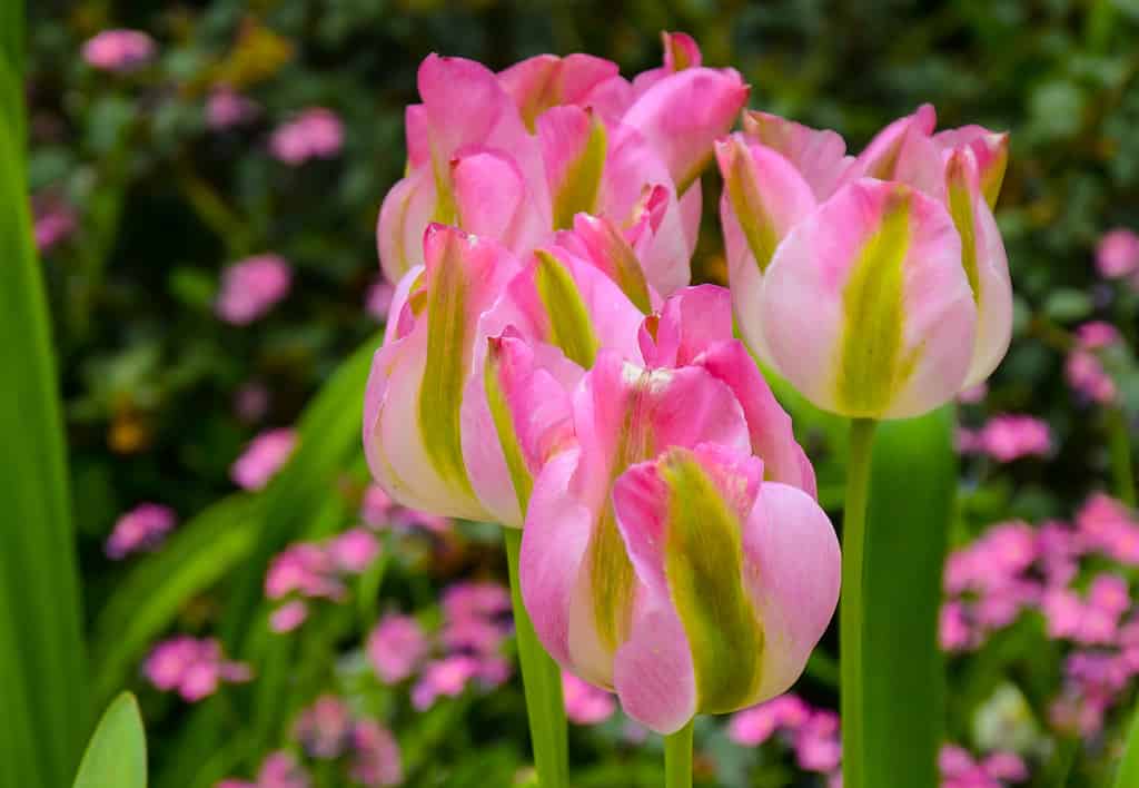 tulipano verde della Groenlandia