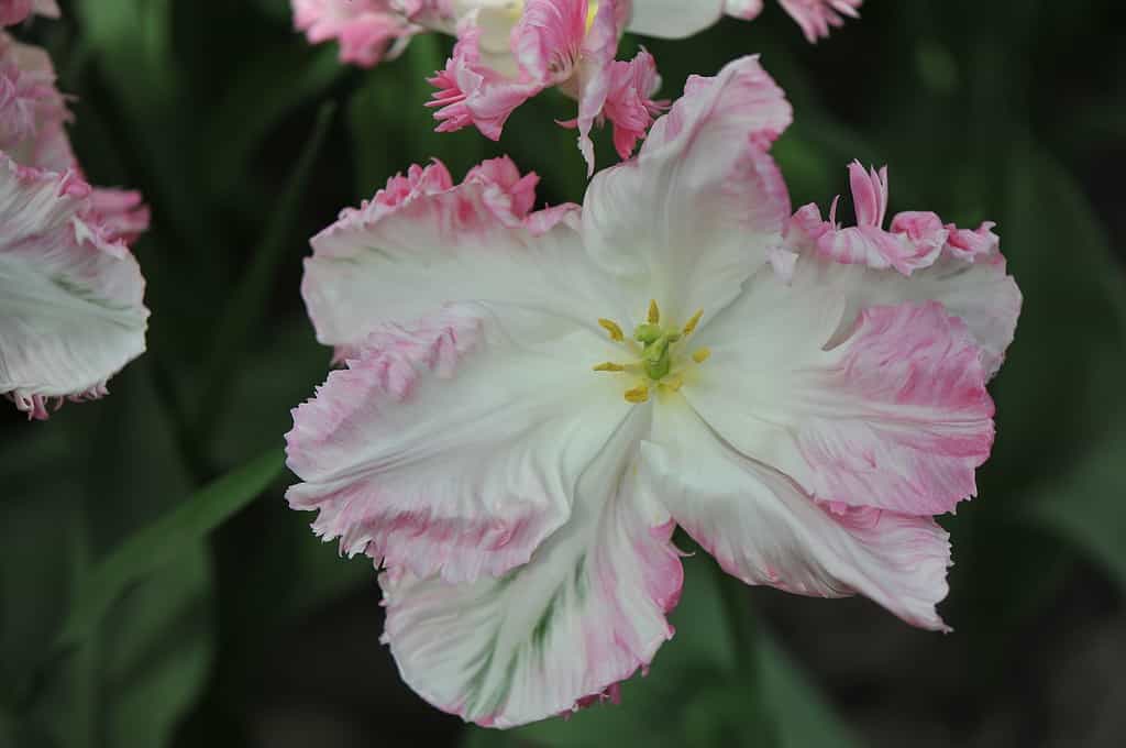 cabine di pappagallo tulipano