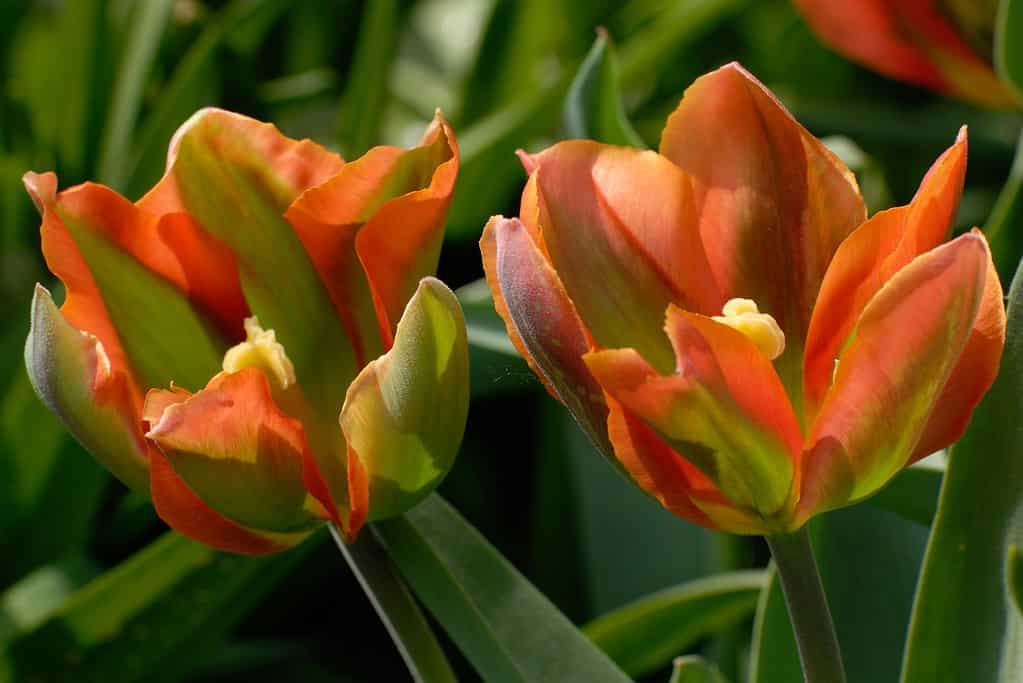 Tulipani d'artista