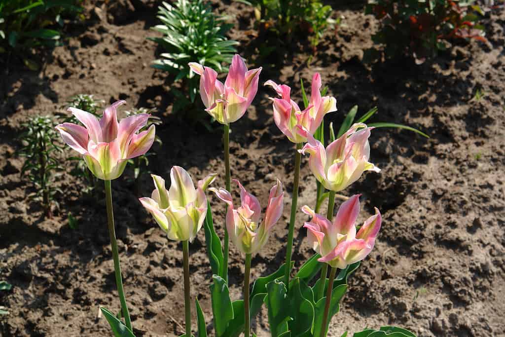 Tulipani in fiore