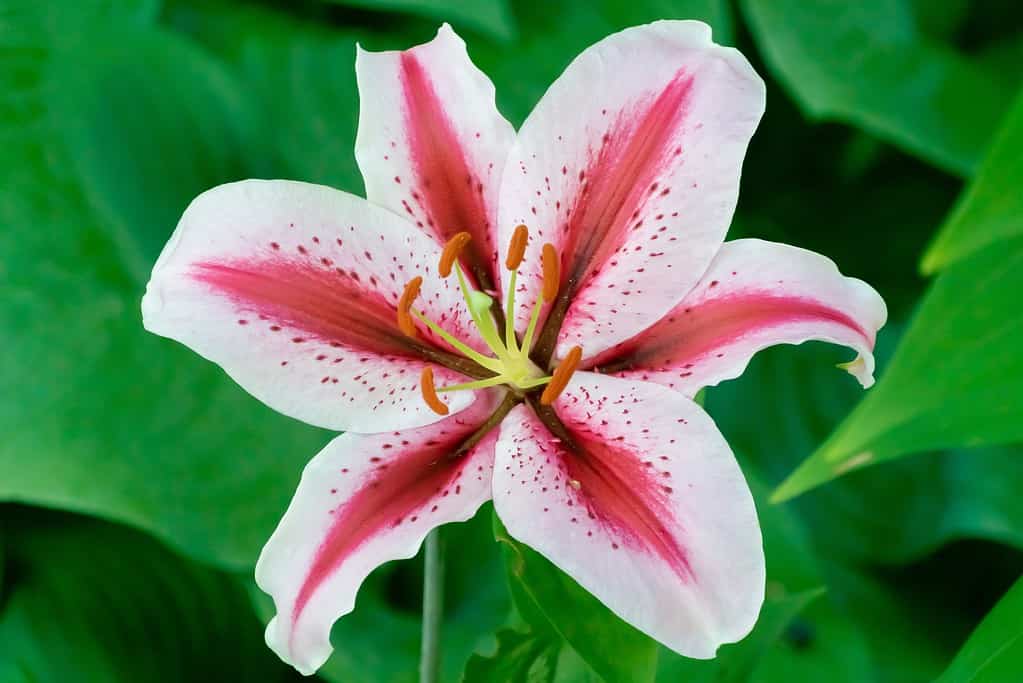 Giglio vertiginoso (orientale) - fiore bianco con strisce color lampone al centro di ogni petalo