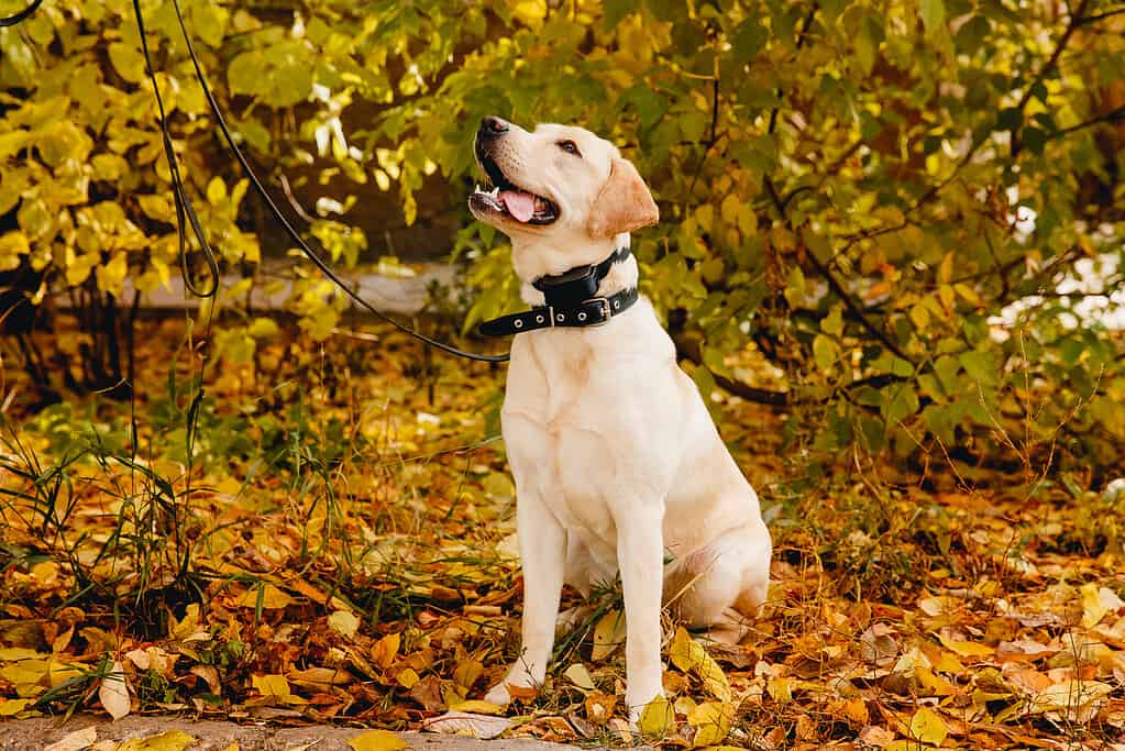 Cane con collare elettrico