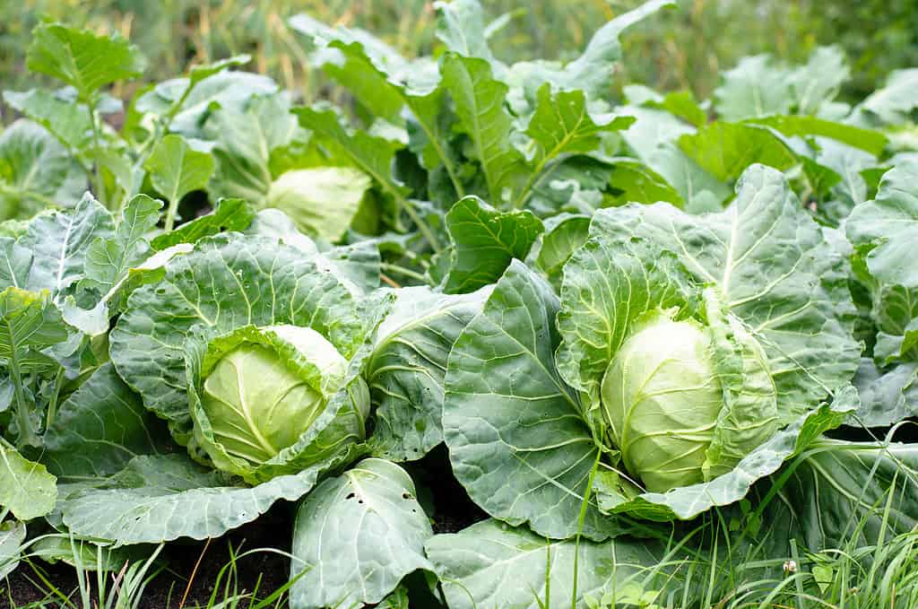 verdure da piantare a maggio