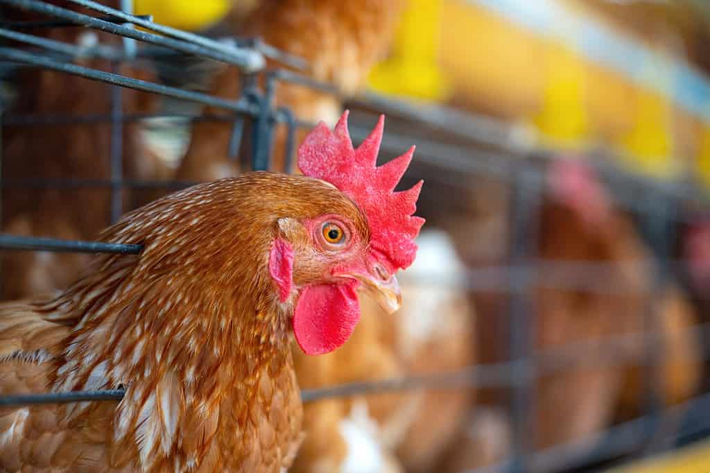 Galline in fabbrica, pollo in gabbia