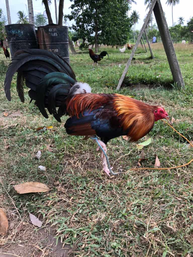 pollo da gioco moderno