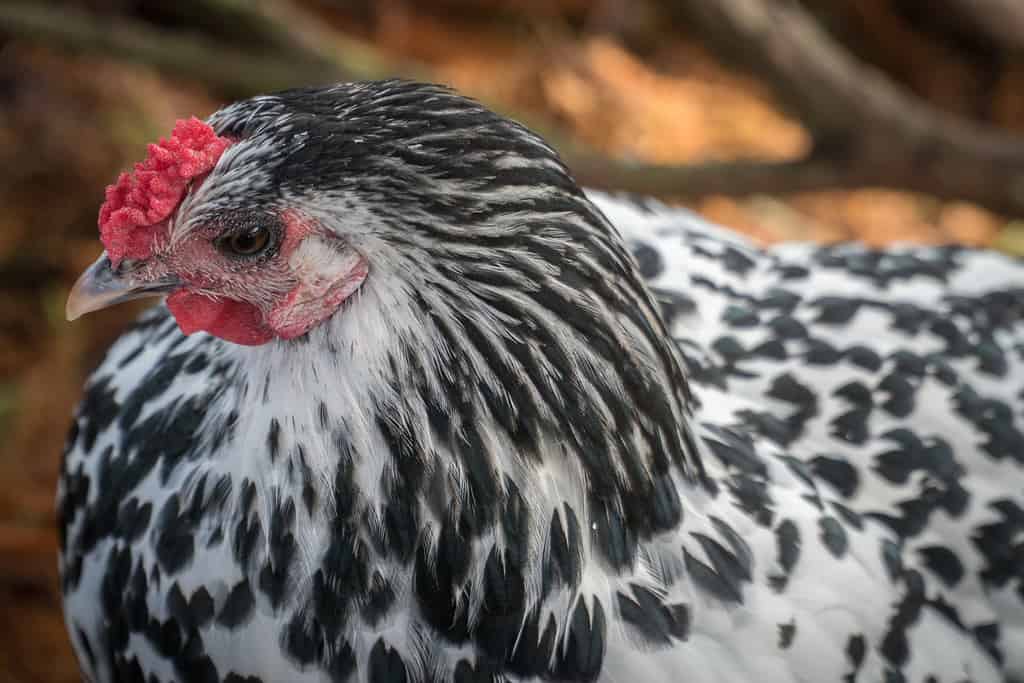 Chiuda in su del pollo di Amburgo in bianco e nero, fuoco selettivo