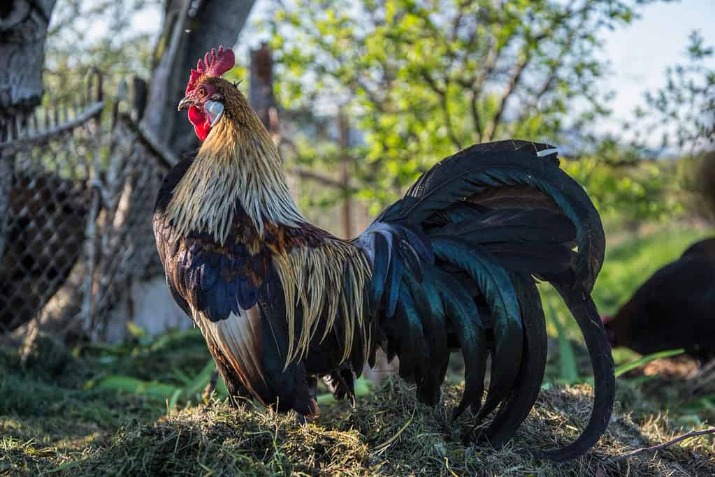 Gallo Golden Phoenix sull'aia rurale tradizionale.  Allevamento di pollame ruspante
