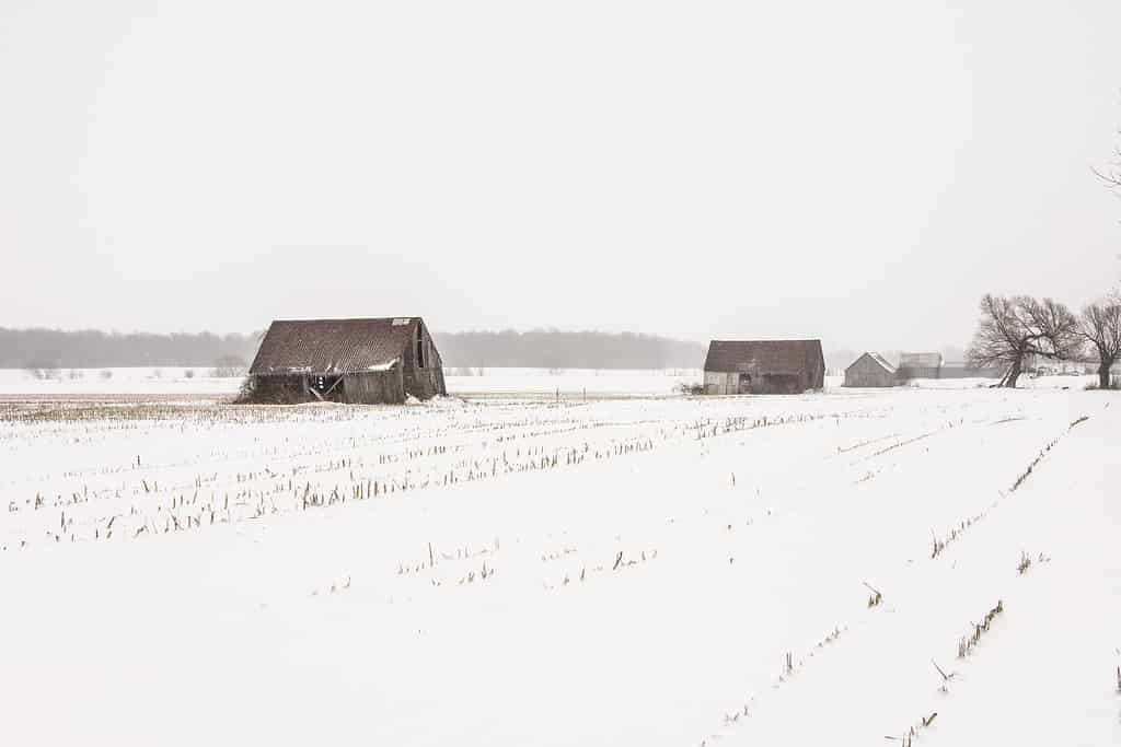 Vecchi fienili nella neve