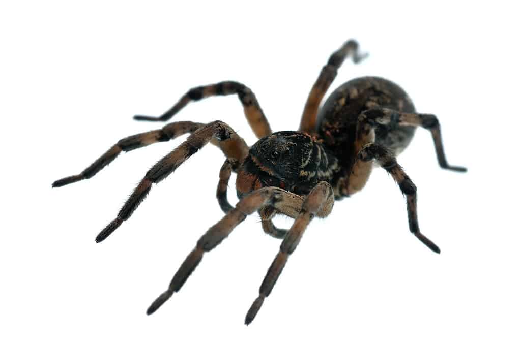 Ragno lupo scavatore isolato