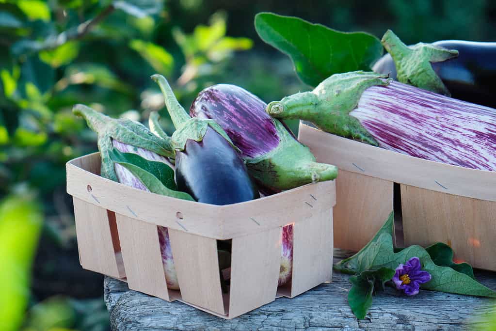 Melanzane viola biologiche fresche, in giardino, da vicino.  Coltivazione di ortaggi.