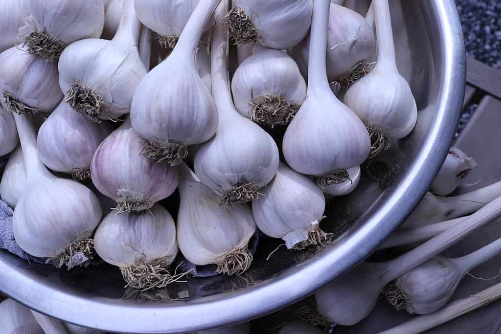 Raccolta di aglio hardneck secco biologico in una ciotola, più bulbi con buccia cartacea.