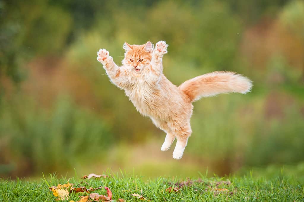 Divertente gatto rosso che vola in aria in autunno