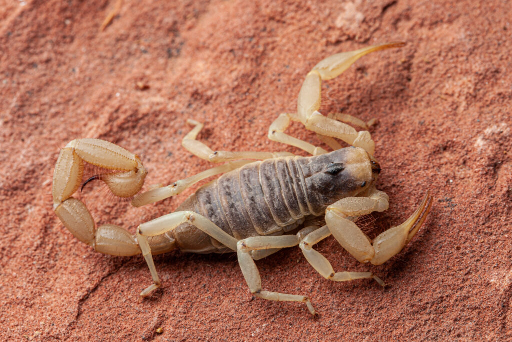 hadrurus arizonensis, scorpione dell'Arizona, tossina velenosa su roccia rossa
