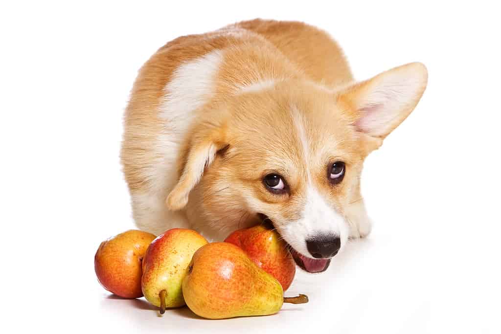 Welsh Pembroke corgi cucciolo si siede sul pavimento rosicchiando una pera