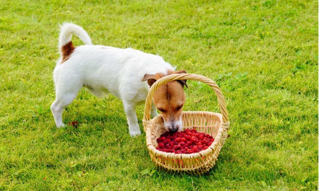 Cane che ruba lamponi dal cesto