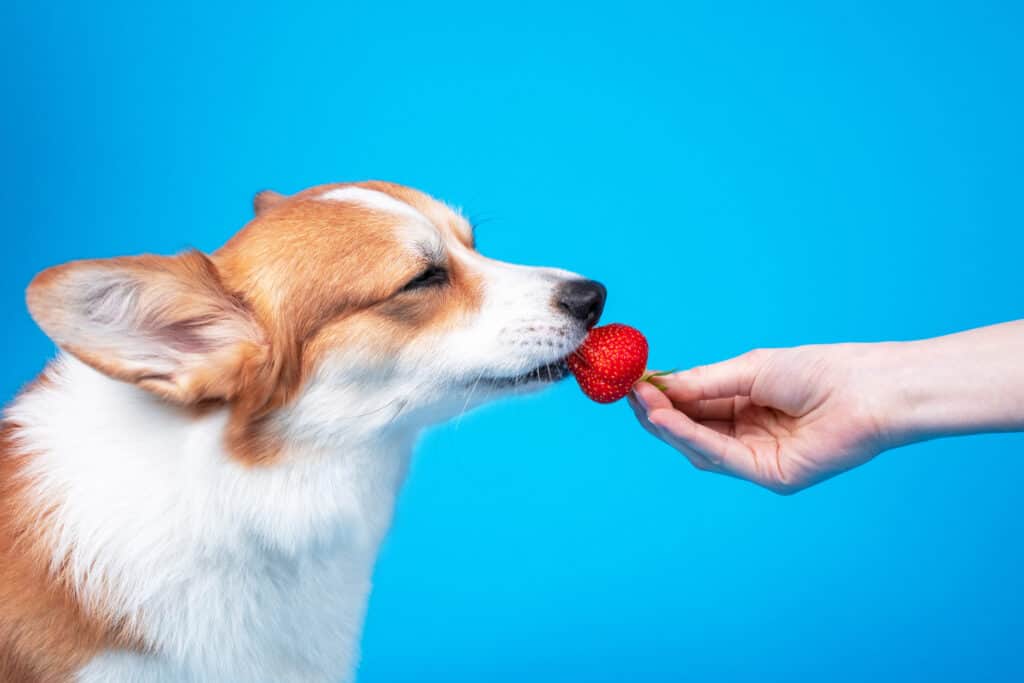 Mano della donna che alimenta una fragola a un Pembroke Welsh Corgi su sfondo blu