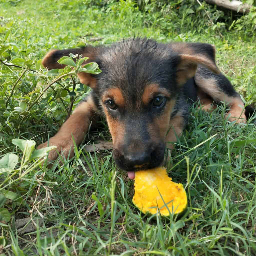 cane che morde il mango