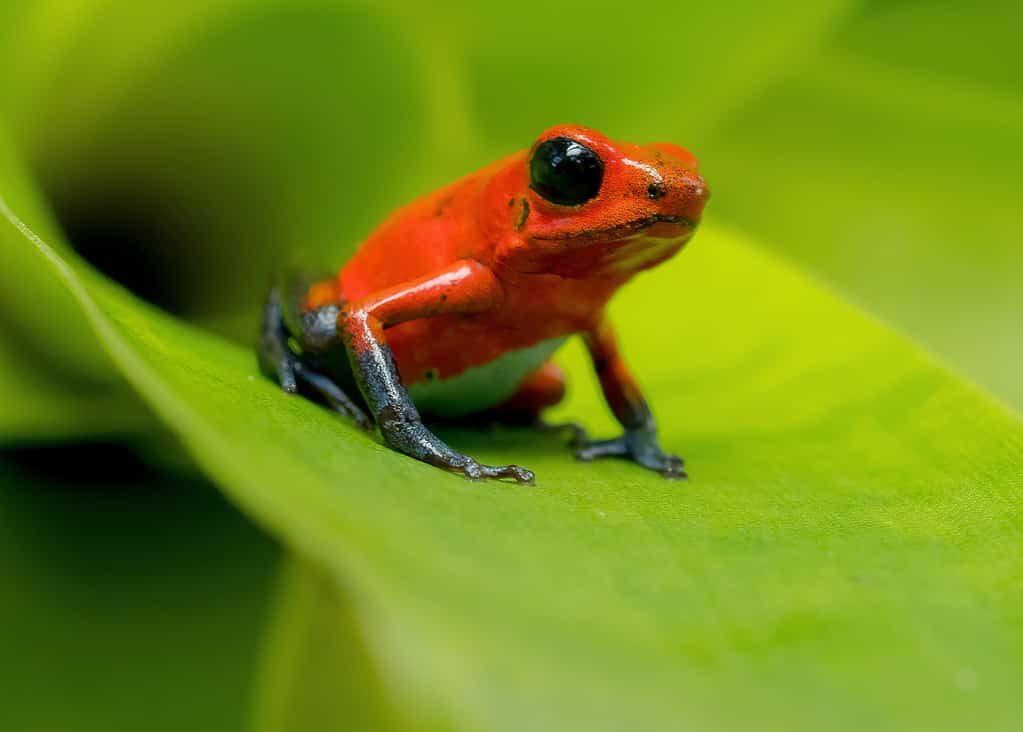 Rana freccia velenosa alla fragola, Dendrobates pumilio, nell'habitat naturale, ritratto ravvicinato della rana rossa velenosa, Costa Rica, America
