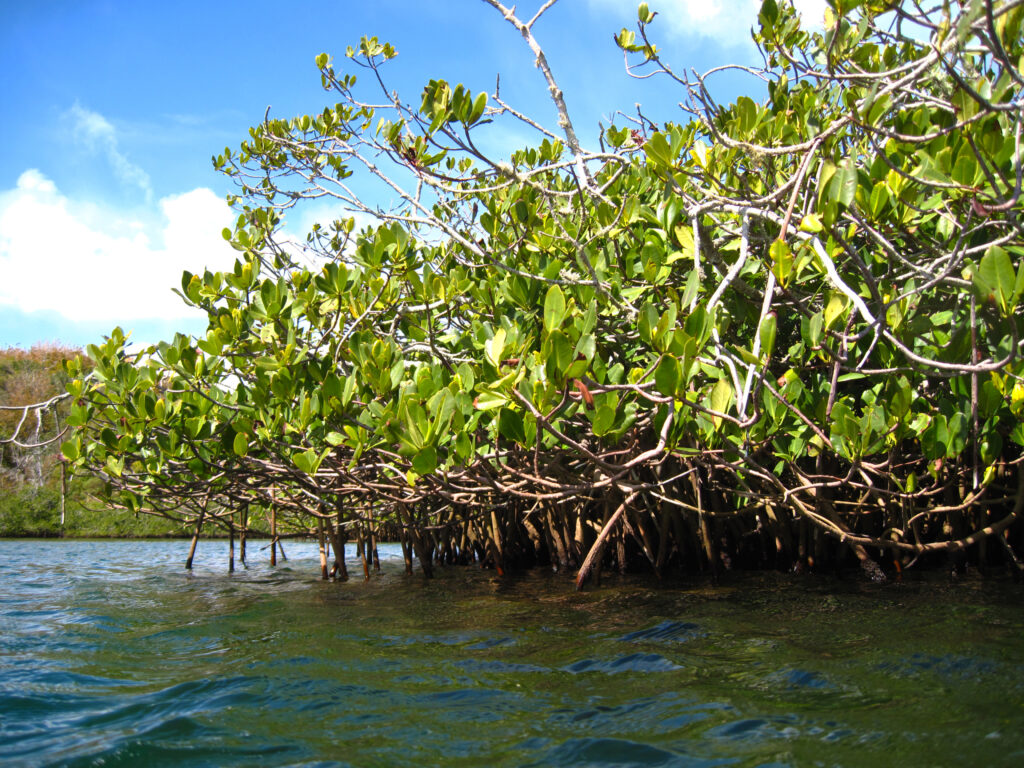 Alberi di mangrovie rosse che crescono fuori dall'acqua alle Bermuda