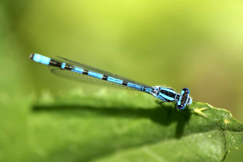 Vivida damigella ballerina, Argia vivida, il bellissimo insetto trovato nella Shasta Valley,