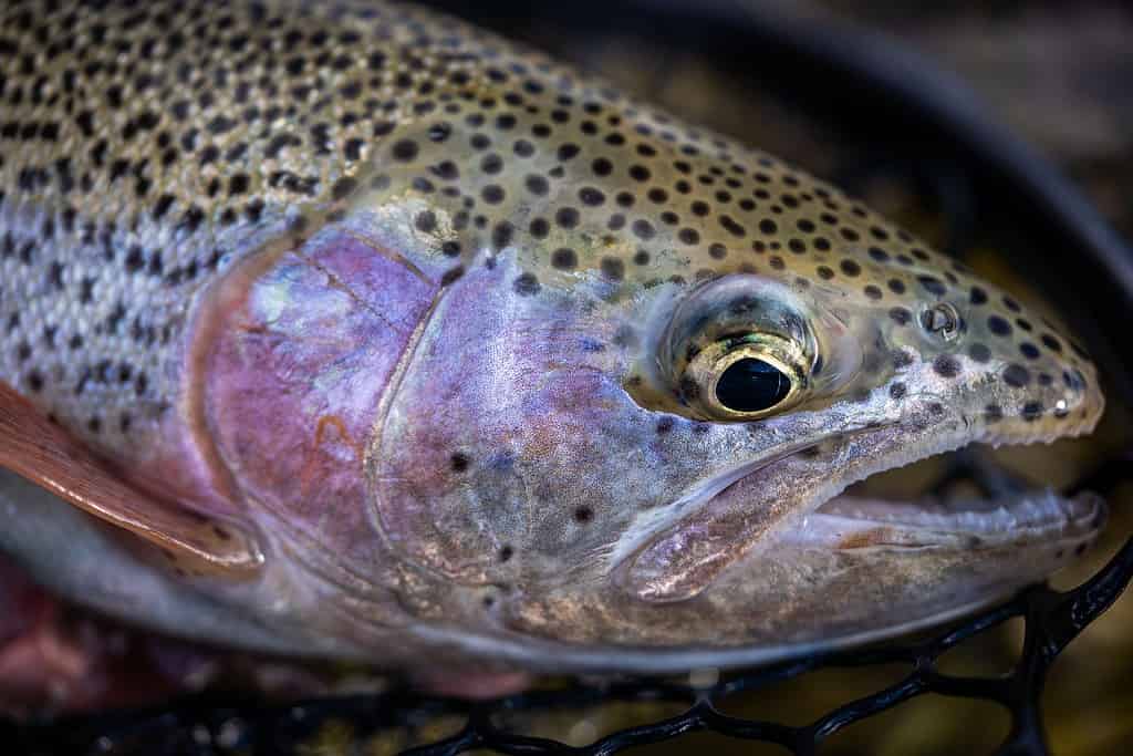Un primo piano della trota spietata di Lahontan catturata nella rete