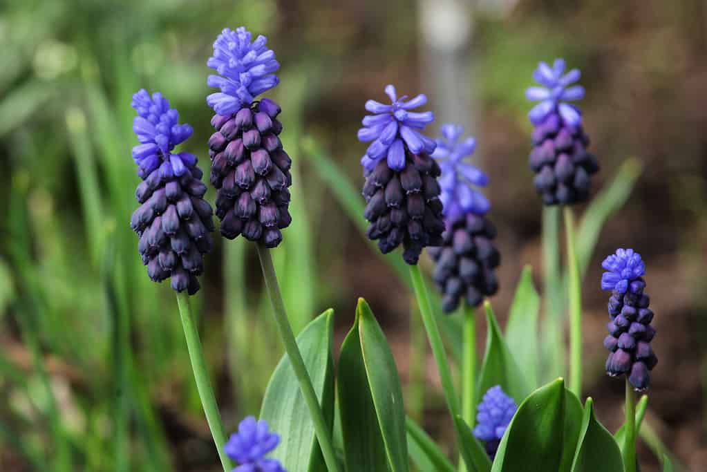 Muscari bicolore in piena fioritura