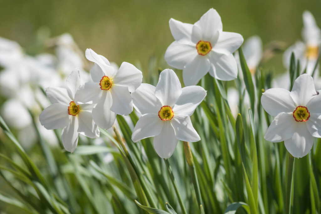 Un raggruppamento di narcisi Poeticus