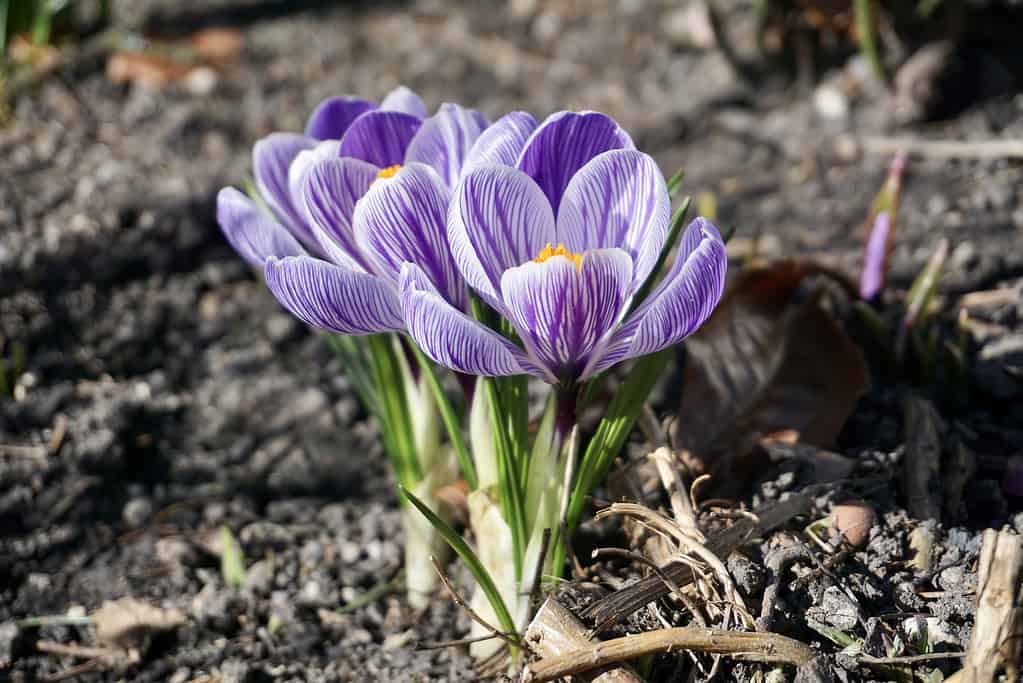 'Pickwick' c.  vernus