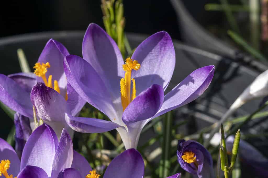 Crocus Sieberi subsp atticus 'Lucciola'