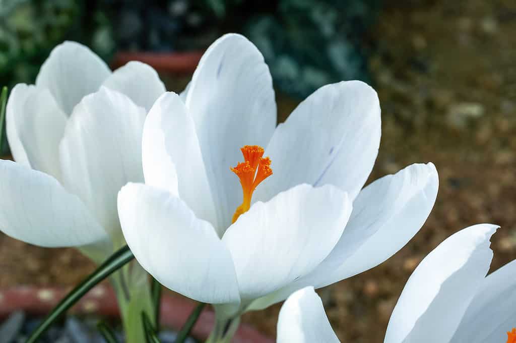C. vernus 'Jeanne d'Arc' (Giovanna d'Arco)