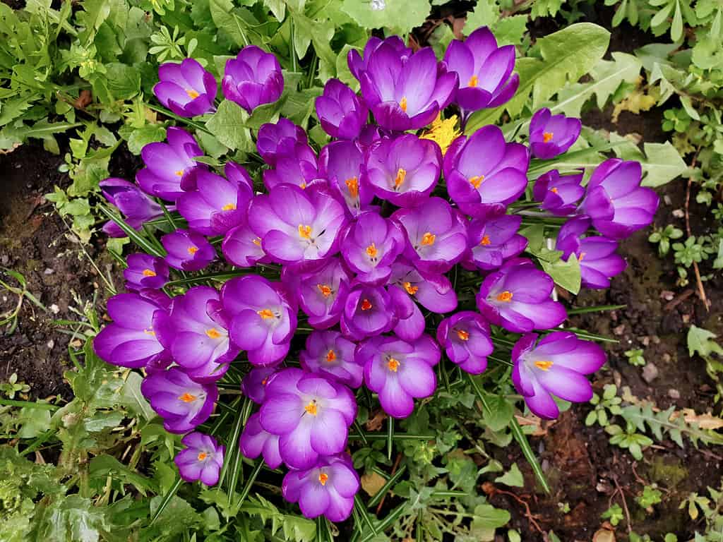 Vista dall'alto di Crocus tommasinianus 'gigante rubino'