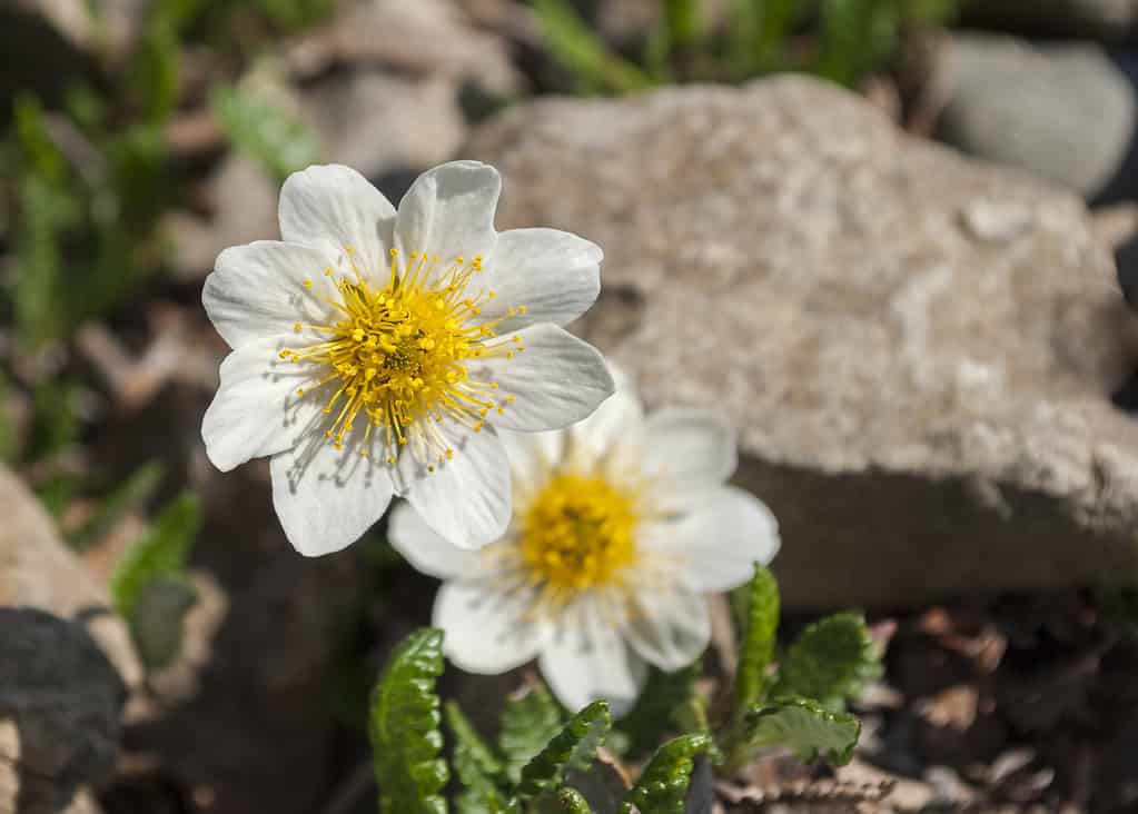 Mountain Avens in crescita