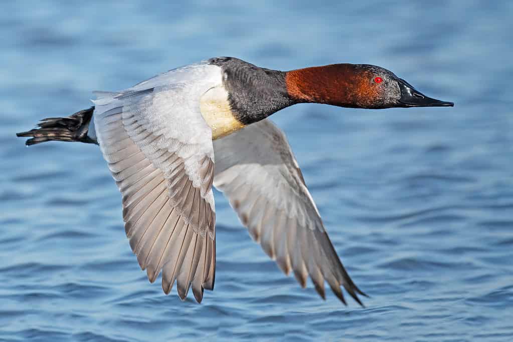 Mosche di anatra Canvasback