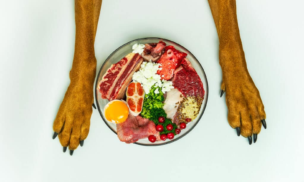 Cane, cibo crudo, cibo per cani, alimentazione sana, vomito
