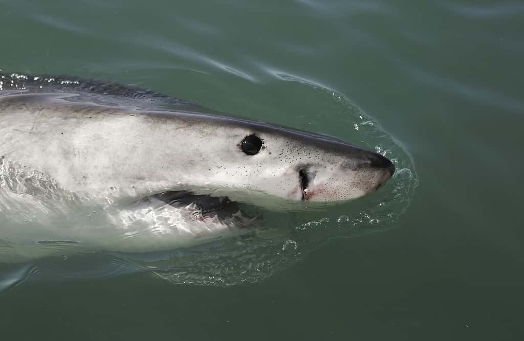 Giovane grande squalo bianco (Carcharodon carcharias) che fa breccia sulla superficie dell'oceano in Sud Africa