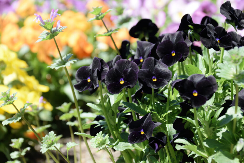 viola nera