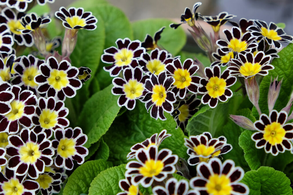 primula in pizzo d'argento