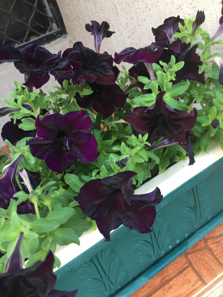 Sweetunia nero satinato