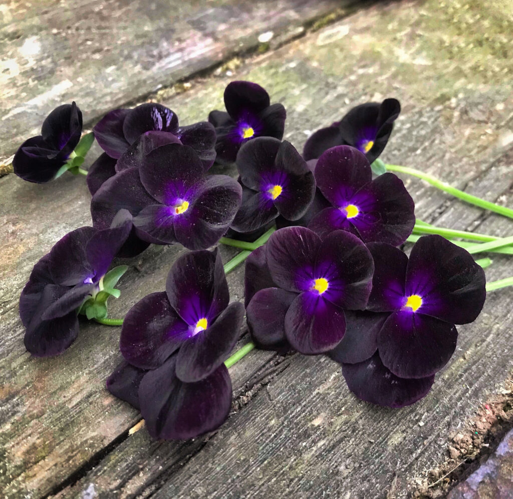 viola del pensiero nera
