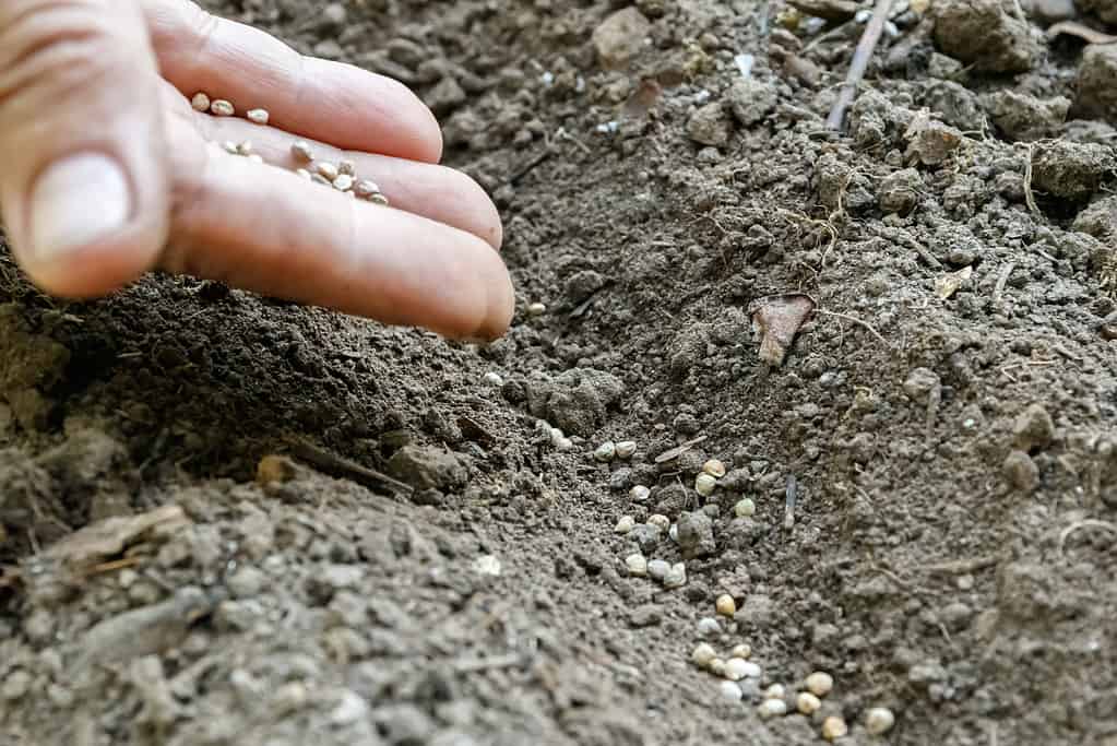 verdure da piantare a maggio