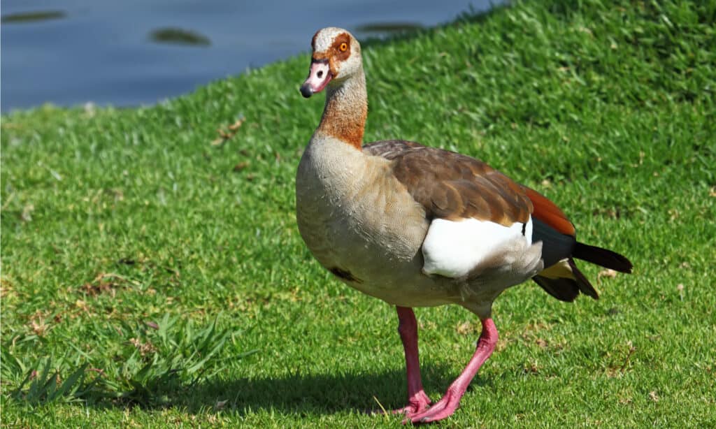 Oca egiziana sull'erba verde.  La colorazione prevalentemente marrone aiuta questo uccello a mimetizzarsi con l'erba nelle aree fluviali.