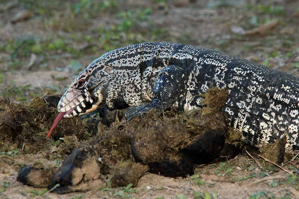 Tegu bianco e nero argentino a Rio Claro, Brasile