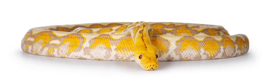 Colpo a corpo pieno di serpente pitone reticolato lavanda albino.  Isolato su sfondo bianco.