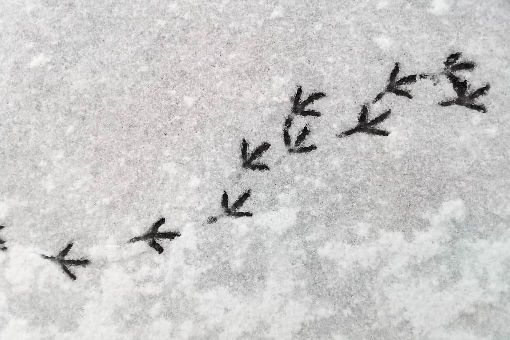 Tracce di piccioni nella neve